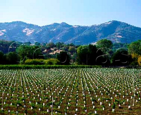 Young vines with milk carton protection  Hopland Mendocino Co California