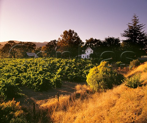 Vineyard in Redwood Valley Near Calpella Mendocino County California Redwood Valley AVA