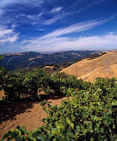 Merlot vines in Ridge Monte Bello Vineyard Cupertino Santa Clara County California Santa Cruz Mountains AVA