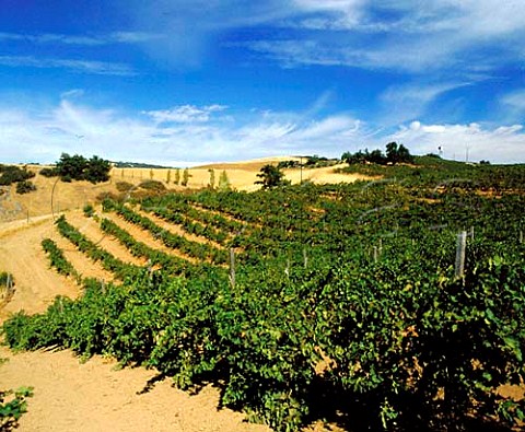 Merlot vines of Ridge Vineyards on   Montebello Ridge Santa Clara Co California Santa   Cruz Mountains AVA