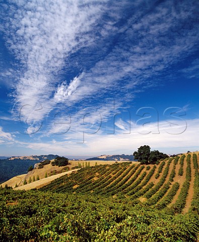 Cabernet Sauvignon vines of Ridge Vineyards on Monte Bello Ridge Santa Clara Co California Santa Cruz Mountains AVA