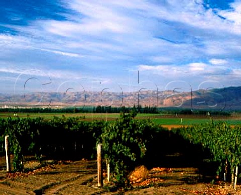 Vineyards in the Salinas valley near   SoledadMonterey CoCalifornia