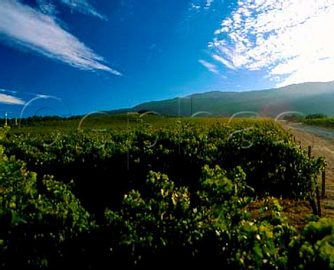 Smith  Hook vineyards in the Santa Lucia Highlands   Monterey Co California