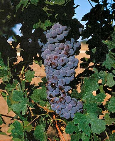 Nebbiolo grapes in vineyard of Caparone   Paso Robles San Luis Obispo Co California