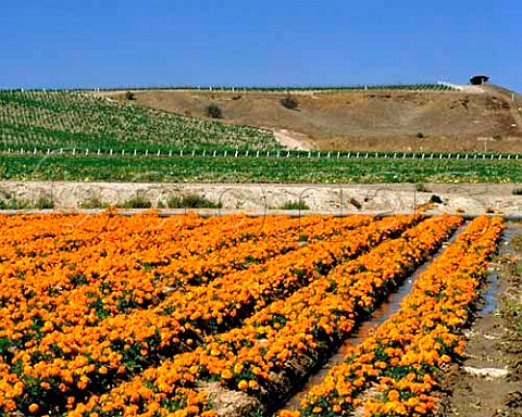 Vineyards and marigolds near Los Alamos Santa   Barbara Co California