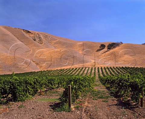 Wente Bros vineyards in the Livermore Valley   Alameda Co California