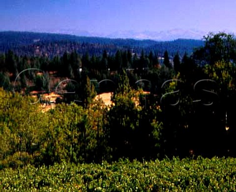 Sierra Vista vineyard in the Sierra Foothills with   the Sierra Nevada beyond   Pleasant Valley El Dorado Co California  El Dorado AVA