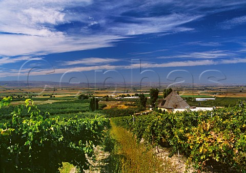 SteChapelle winery and Riesling vineyard overlooking the Snake River Valley Caldwell Idaho USA Snake River Valley