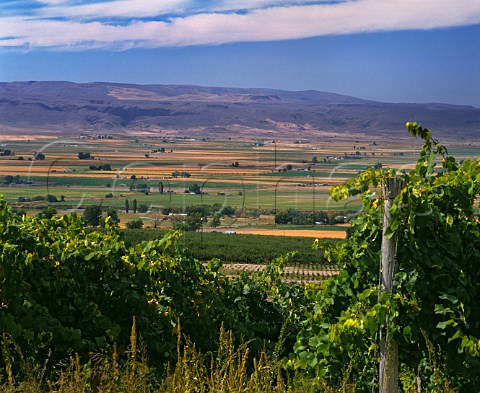 Riesling vineyard of SteChapelle overlooking the Snake River Valley Caldwell Idaho USA Snake River Valley