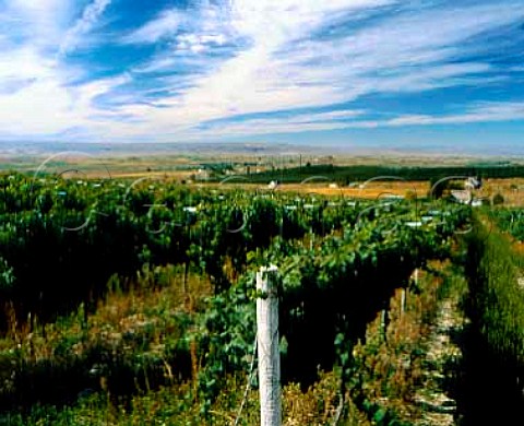 Sauvignon Blanc vineyard of SteChapelle above the Snake River Valley Caldwell Idaho