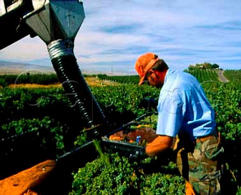 Machine harvesting Riesling grapes of   Ste Chapelle Caldwell Idaho USA