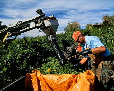 Machine harvesting of Riesling grapes in vineyard of Sainte Chapelle Caldwell Idaho USA  Snake River Valley