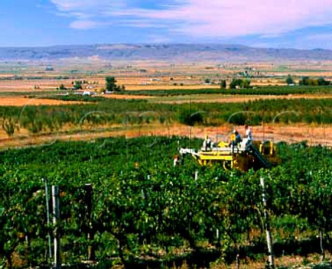 Machine harvesting of Riesling grapes in vineyard of Ste Chapelle above the Snake River Valley Caldwell Idaho
