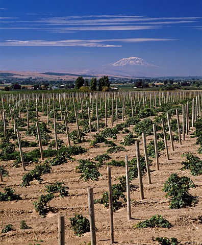 Young vineyard at Sunnyside in the Yakima Valley with Mount Adams 12307ft 75 miles beyond   Washington USA