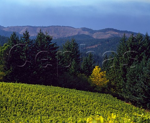 Shafer Vineyards Washington County Oregon USA