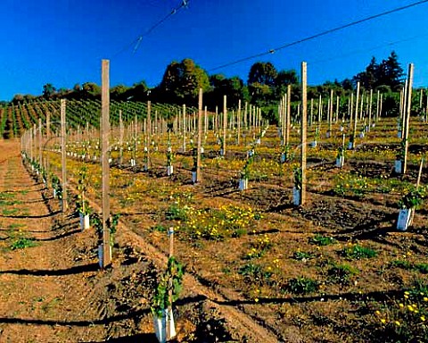 Young Pinot Noir vines Rex Hill Vineyards Newberg   Yamhill Co Oregon