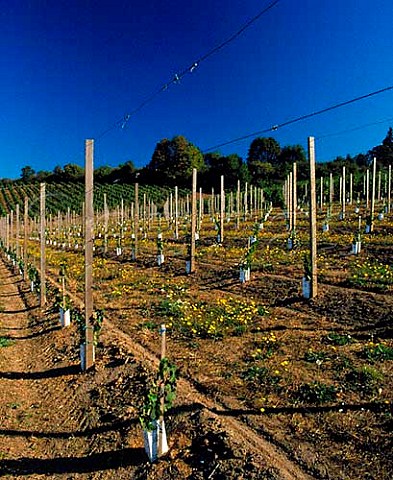 Young Pinot Noir vineyard of Rex Hill Newberg  Yamhill Co Oregon USA  Willamette Valley