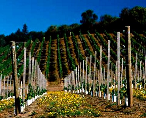 Young Pinot Noir vines Rex Hill Vineyards Newberg   Yamhill CoOregon