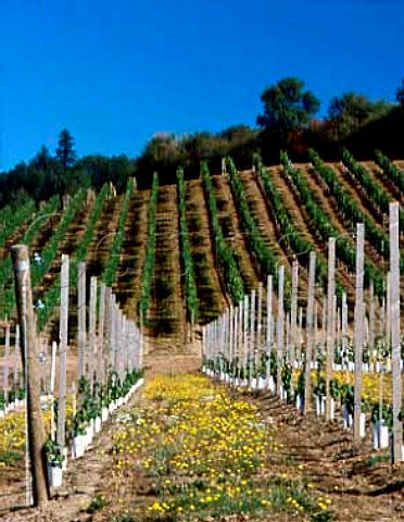 Young Pinot Noir vines of Rex Hill Vineyards   Newberg Yamhill Co Oregon USA