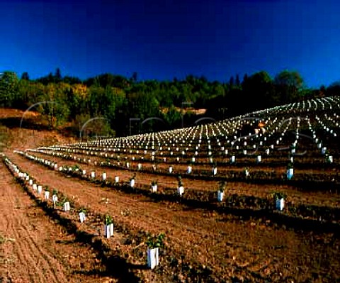 New Pinot Noir vineyard of Rex Hill  Newberg Yamhill Co Oregon USA           Willamette Valley