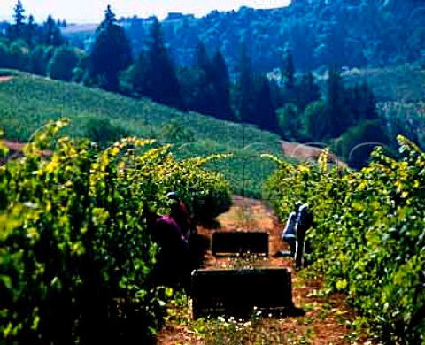 Picking Pinot Noir for Rex Hill at Dundee Hills vineyards Yamhill Co Oregon