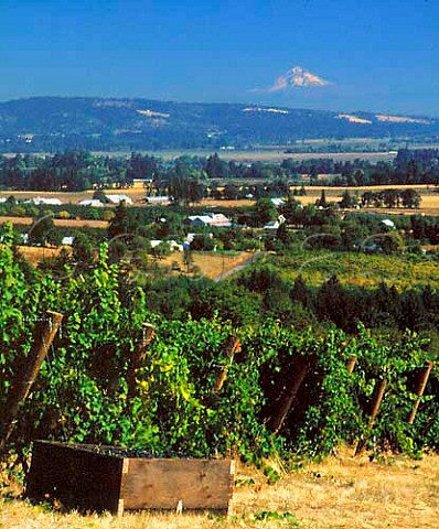 Picking Pinot Noir at Sokol Blosser Winery in the   Willamette Valley Mt Hood 11245ft is 65 miles   beyond Near Dundee Yamhill Co Oregon USA