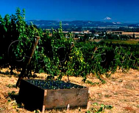 Harevsted Pinot Noir grapes in vineyard of Sokol Blosser with Mount Hood 11245ft in distance 65 miles away Dundee Yamhill Co Oregon  Willamette Valley