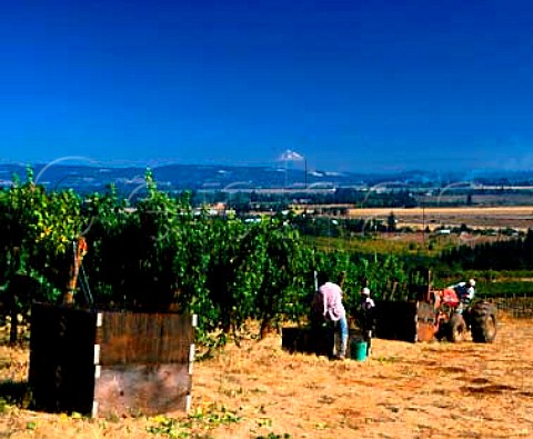 Picking Pinot Noir grapes at Sokol Blosser with the snowcap of Mount Hood 11245ft  65 miles away Dundee Yamhill Co Oregon USA    Willamette Valley