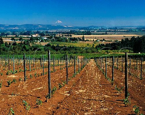 New vineyard of Sokol Blosser with Mount Hood 11245 ft 65 miles away  Dundee Yamhill Co Oregon USA  Willamette Valley
