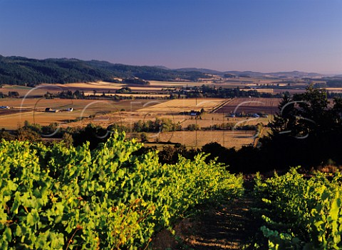Amity Vineyards overlooking the Willamette  Valley Amity Yamhill Co Oregon USA
