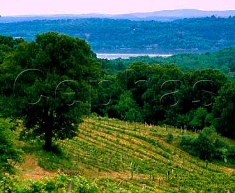 Vineyards of Benmarl Wine Company overlooking the Hudson River at Marlboro New York USA