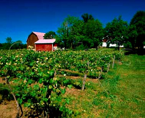 Concord vines near Madison Ohio Lake Erie