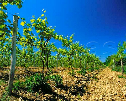 Catawba vines of Debonn Vineyards Madison Ohio USA Lake Erie