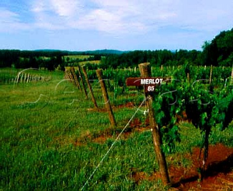 Merlot vines at Oakencroft Vineyard Charlottesville Albemarle Co Virginia