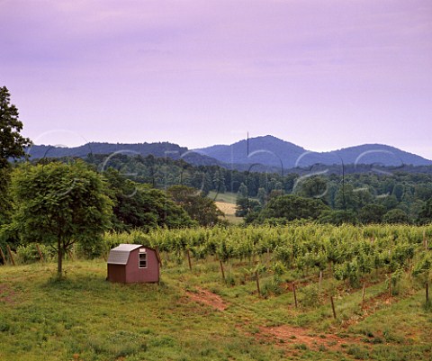 Misty Mountain Vineyards in the high foothills of   the Blue Ridge Mountains near Madison   Virginia USA