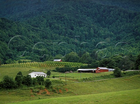 Misty Mountain Vineyards in the high foothills of   the Blue Ridge Mountains near Madison Virginia USA