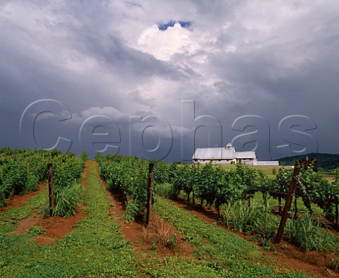Dominion Wine Cellars and vineyard Culpeper Virginia USA