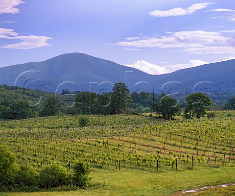 Oasis Vineyard with the Blue Ridge Mountains beyond   Hume Fauquier Co Virginia