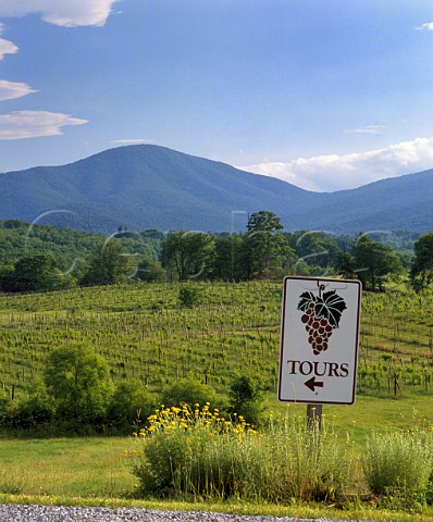 Oasis Vineyard with the Blue Ridge Mountains beyond   Hume Fauquier Co Virginia USA