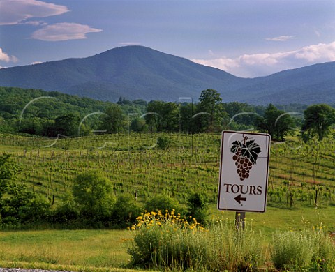 Oasis Vineyard with the Blue Ridge Mountains in distance   Hume Fauquier Co Virginia