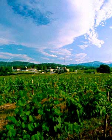 Riesling vines at Oasis Vineyard with the Blue Ridge   Mountains beyond Hume Fauquier Co Virginia