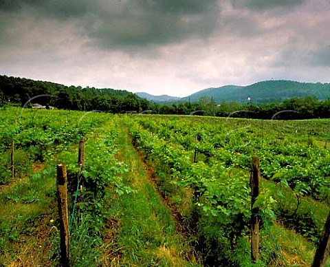 Alba Vineyards in the Musconetcong River valley near   Warren Glen Hunterdon Co New Jersey USA