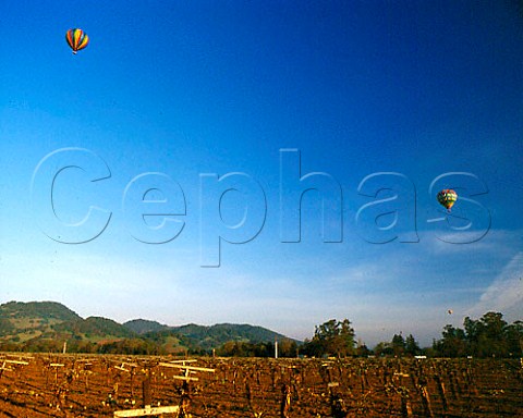 Hotair balloons over vineyards of Napa Valley   California
