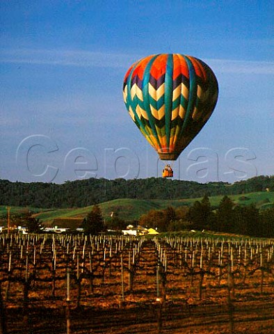 Hot air balloon over vineyards of Napa Valley viewed from Route 128  California