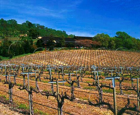 Springtime in vineyard below the winery of Joseph Phelps St Helena Napa Valley California