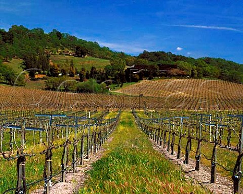 Springtime in vineyard below the winery of Joseph   Phelps St Helena Napa Valley California