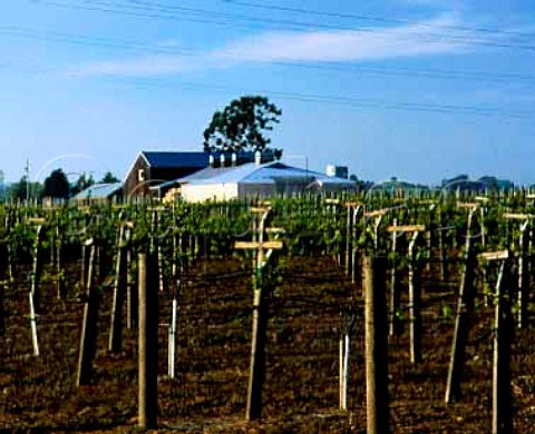 Saintsbury vineyard and winery Carneros Napa   California
