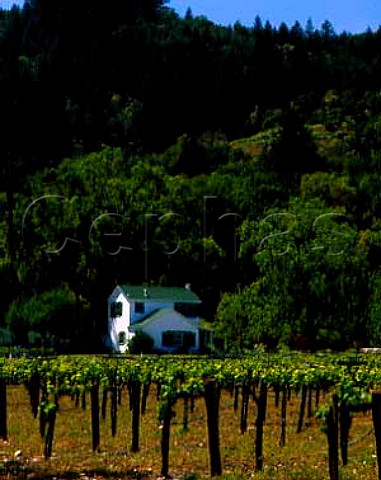 Vineyard off the Oakville Grade Oakville Napa   Valley California