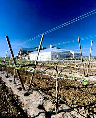Springtime in Pinot Noir vineyard of Saintsbury with   winery beyond Carneros Napa California