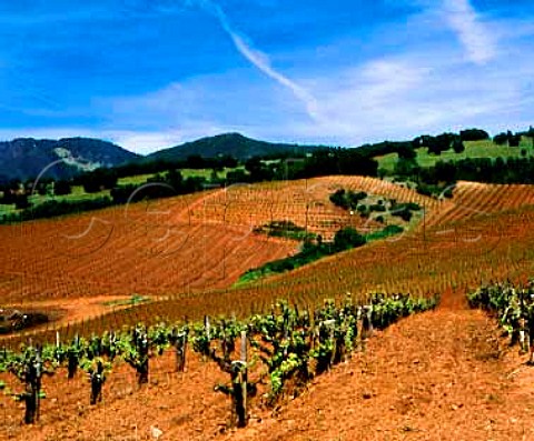 Vineyards near Kenwood Sonoma Co California   Sonoma Valley
